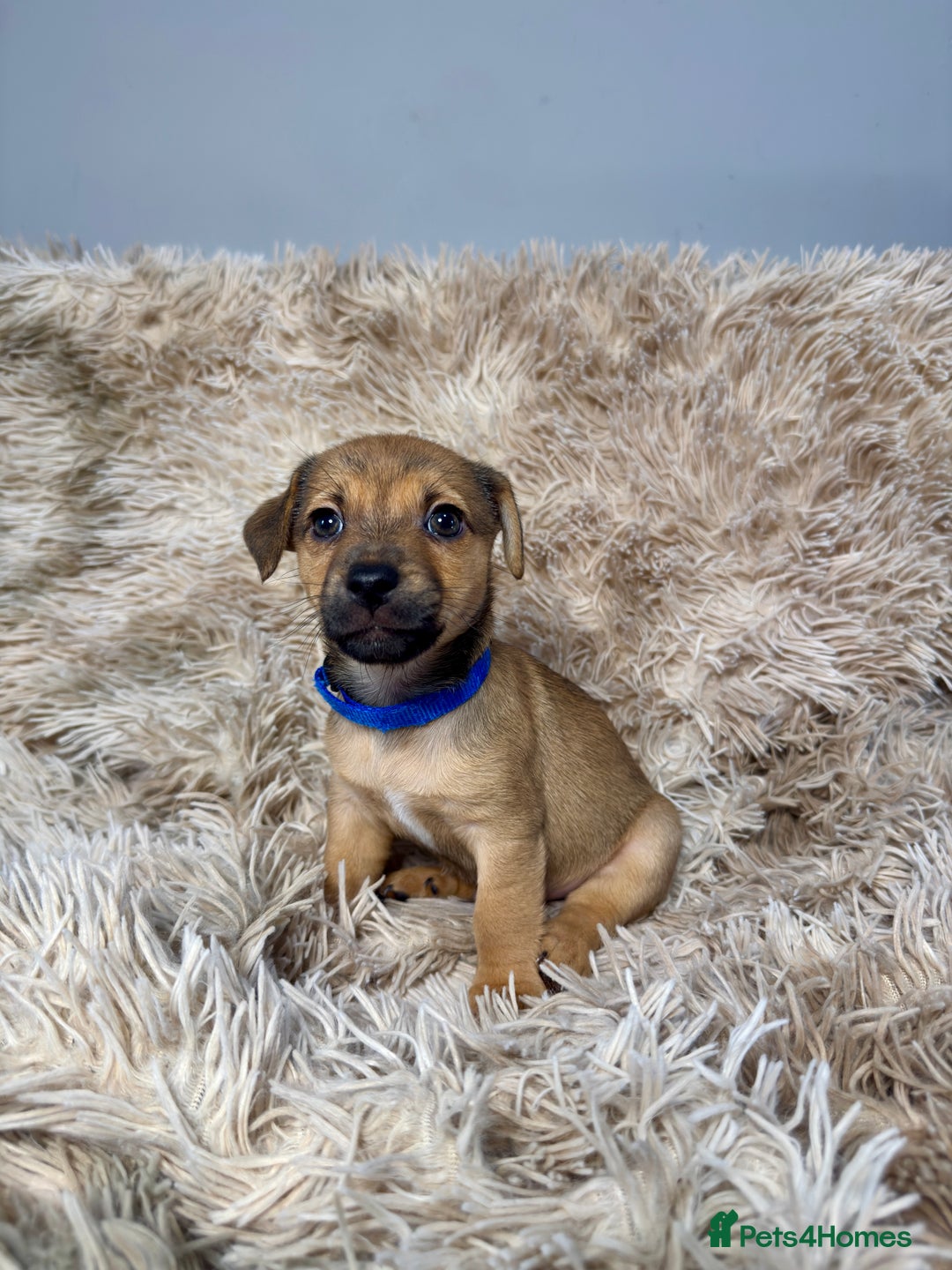 Jack Russell dogs for sale: Much Wenlock Mix Miniature Jack Russell Puppies - Image 10