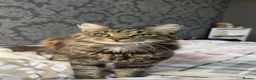 Maine Coon cats for sale: X3 Maine Coon Tabbys  - Advert 25