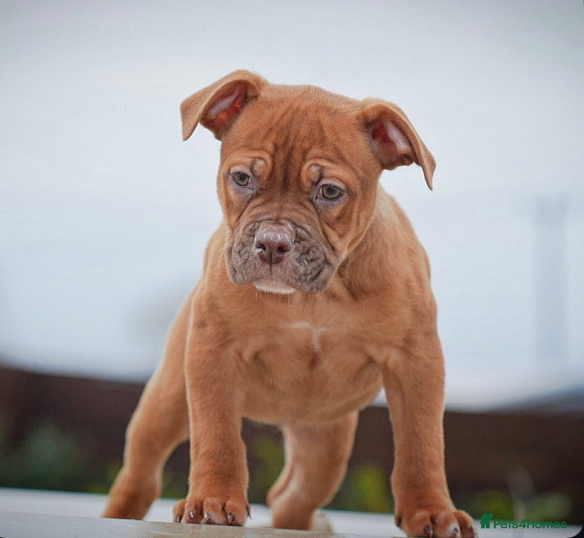 Olde English Bulldogge dogs 5⭐️COUNCIL APPROVED,LICENSED, 23 YEARS EXPERIENCE. - Advert 13