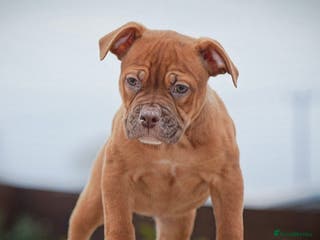 Olde English Bulldogge dogs 5⭐️COUNCIL APPROVED,LICENSED, 23 YEARS EXPERIENCE. - Advert 17