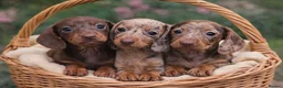 Dachshund dogs for sale: 🐾 Adorable Dachshund Puppies  🐾   - Advert 5