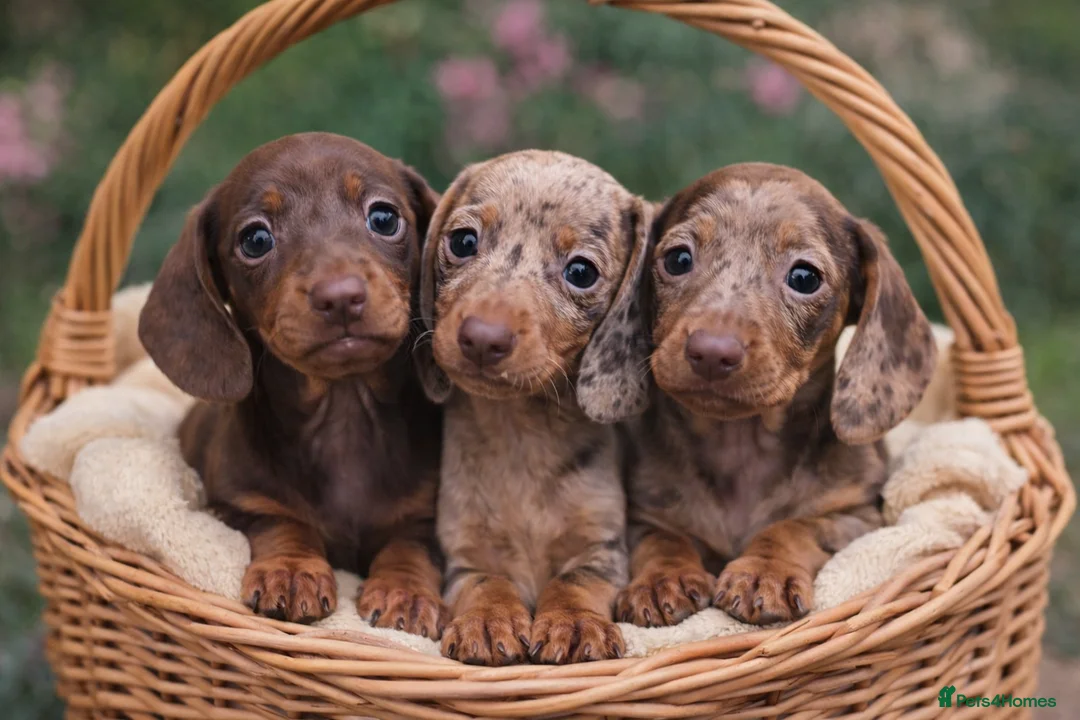 Dachshund dogs for sale: 🐾 Adorable Dachshund Puppies  🐾   - Advert 5