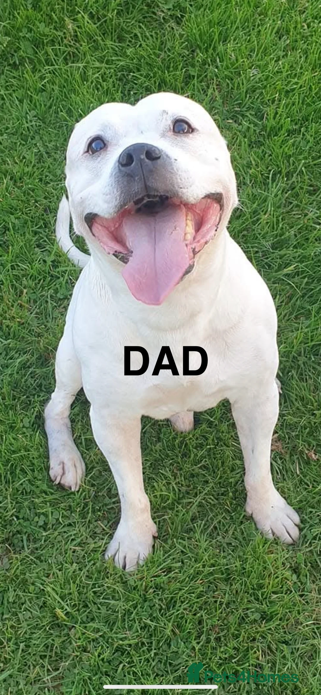 Staffordshire Bull Terrier dogs for sale: Staffordshire Bull Terrier x Bulldog - Advert 5