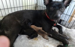 Mixed Breed dogs for sale: Gsd x Mali x Staffy - Image 14