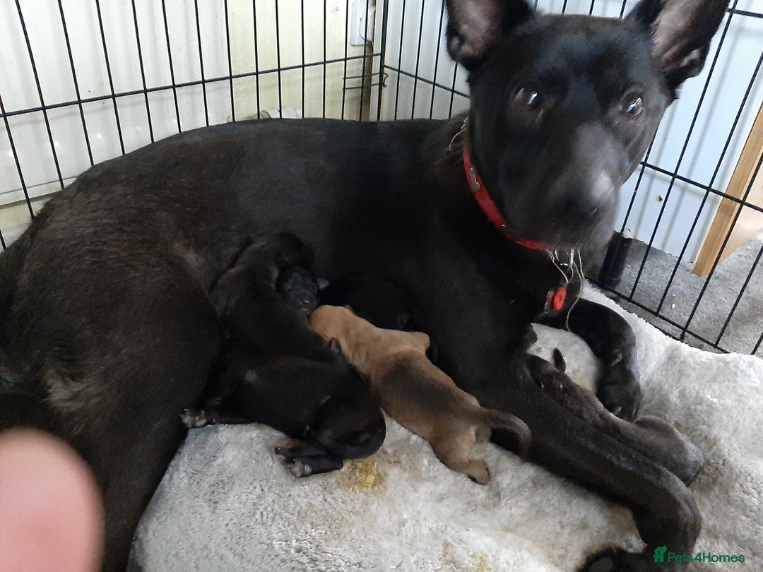 Mixed Breed dogs for sale: Gsd x Mali x Staffy - Image 14