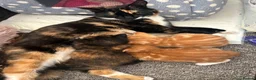 Mixed Breed cats for sale: 2 gorgeous boys  - Advert 1
