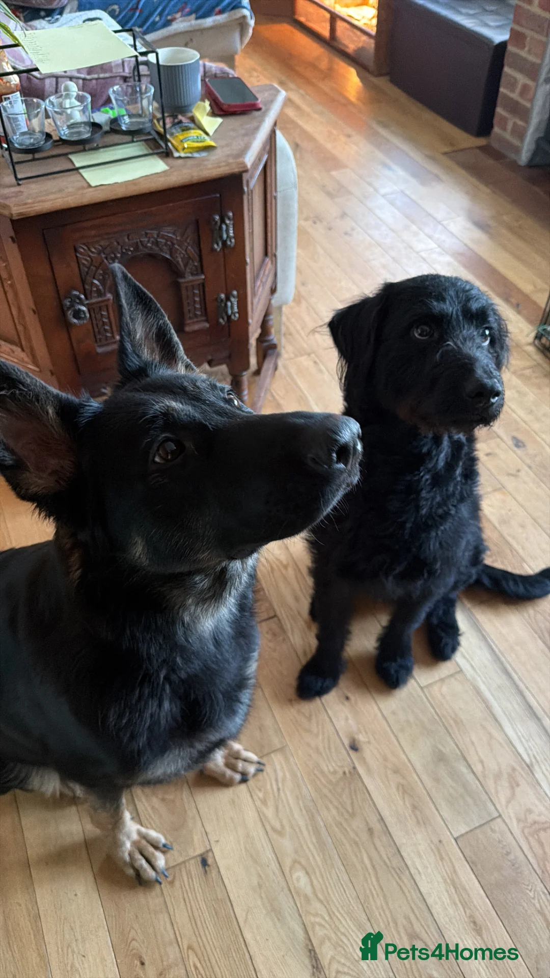Mixed Breed dogs for sale: German shepherd x labradoodle puppies  - Advert 11