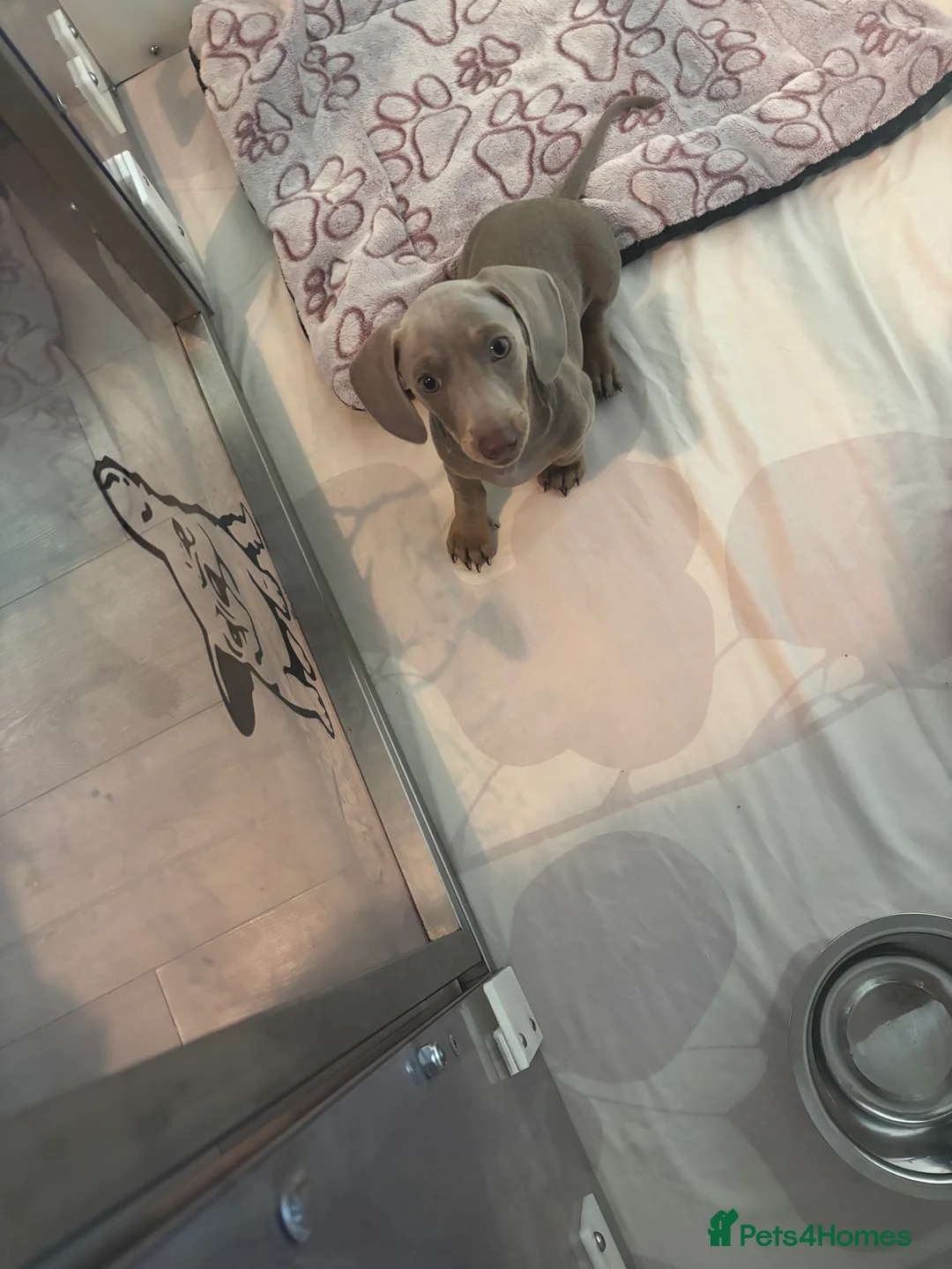 Miniature Dachshund dogs for sale: Miniature dachshund puppies  - Advert 2