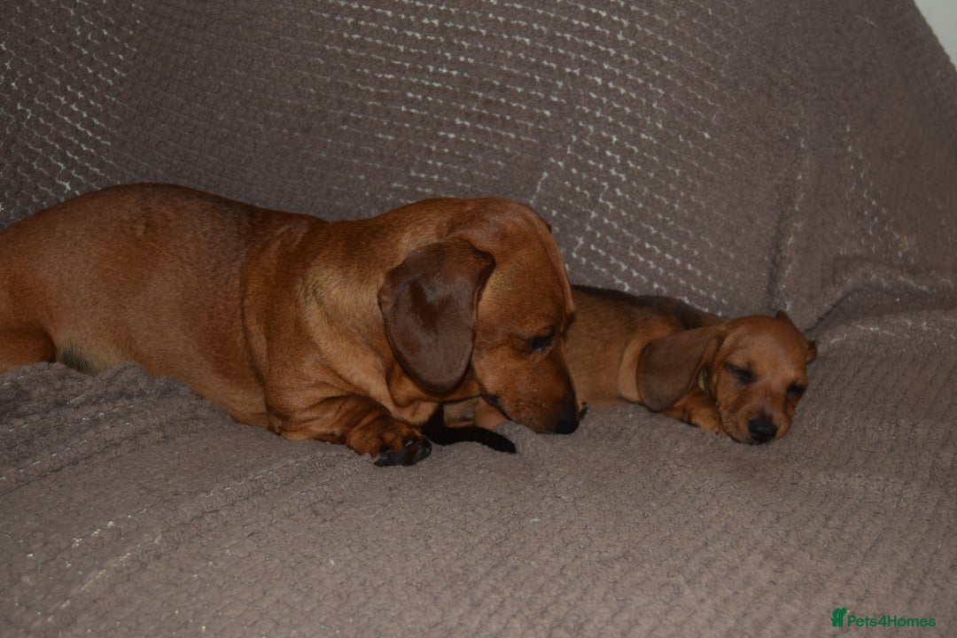 Dachshund dogs for sale: 3/4 MINIATURE SMOOTH DACHSHUND PUPPIES - Image 19