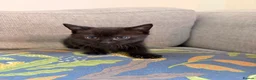 Mixed Breed cats for sale: 8 week old Mixed breed Kittens in Newtown - Advert 5