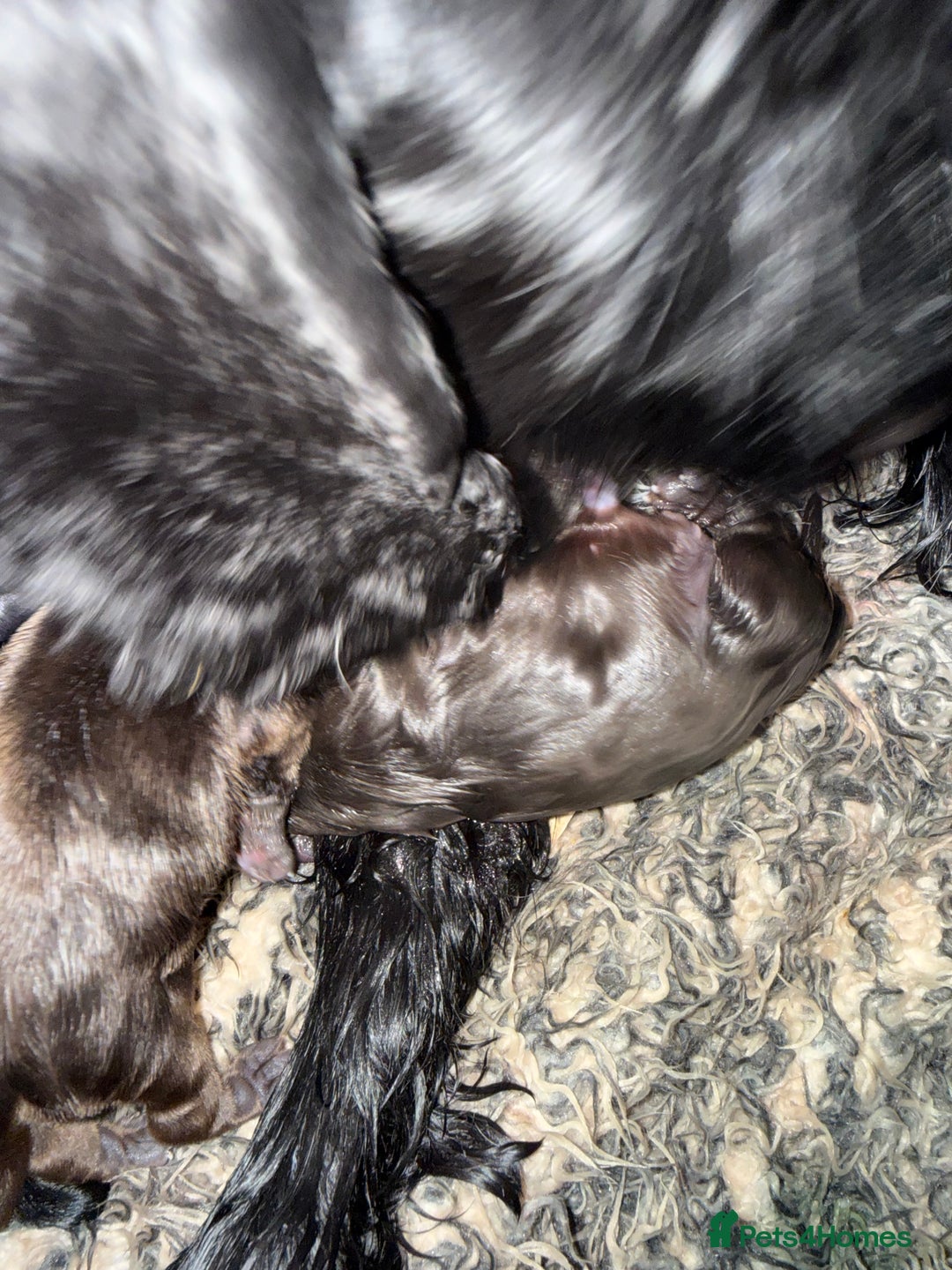 Cocker Spaniel dogs for sale: Show type cocker spaniel pups  - Advert 3