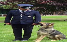Goldendoodle dogs for sale: Goldendoodle pups via POLICE dog behaviourist  - Image 12