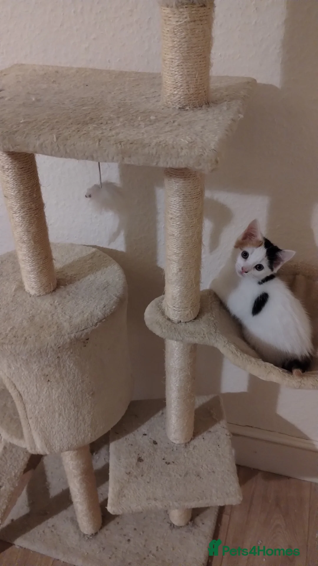 Mixed Breed cats for sale: Female kittens beautiful nature  - Advert 13