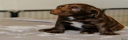 Sprocker dogs for sale: Gorgeous Sprocker Spaniel Puppies - Advert 5