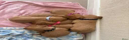 Cavapoo dogs for sale: 7 beautiful Cavapoo puppies  - Advert 6