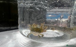 Axolotl reptiles for sale: Juvenile Axolotls - Image 4