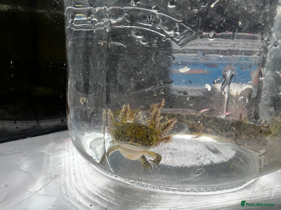 Axolotl reptiles for sale: Juvenile Axolotls - Image 4