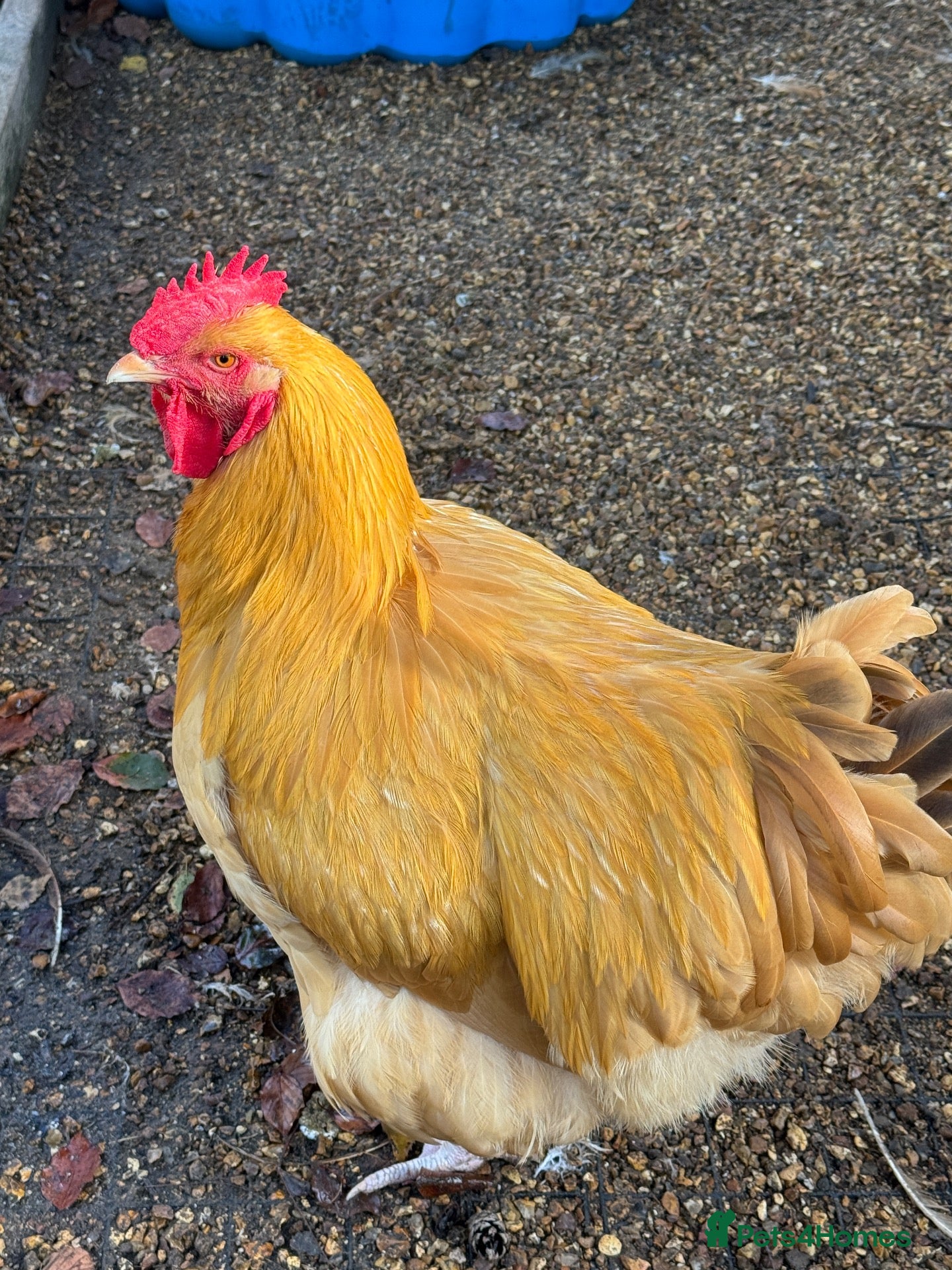 Chickens poultry 2 Buff Orpington Cockerels - Advert 1
