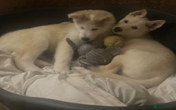 Huskita dogs for sale: Playful Huskita Puppies – Vaccinated & Ready Today - Image 11