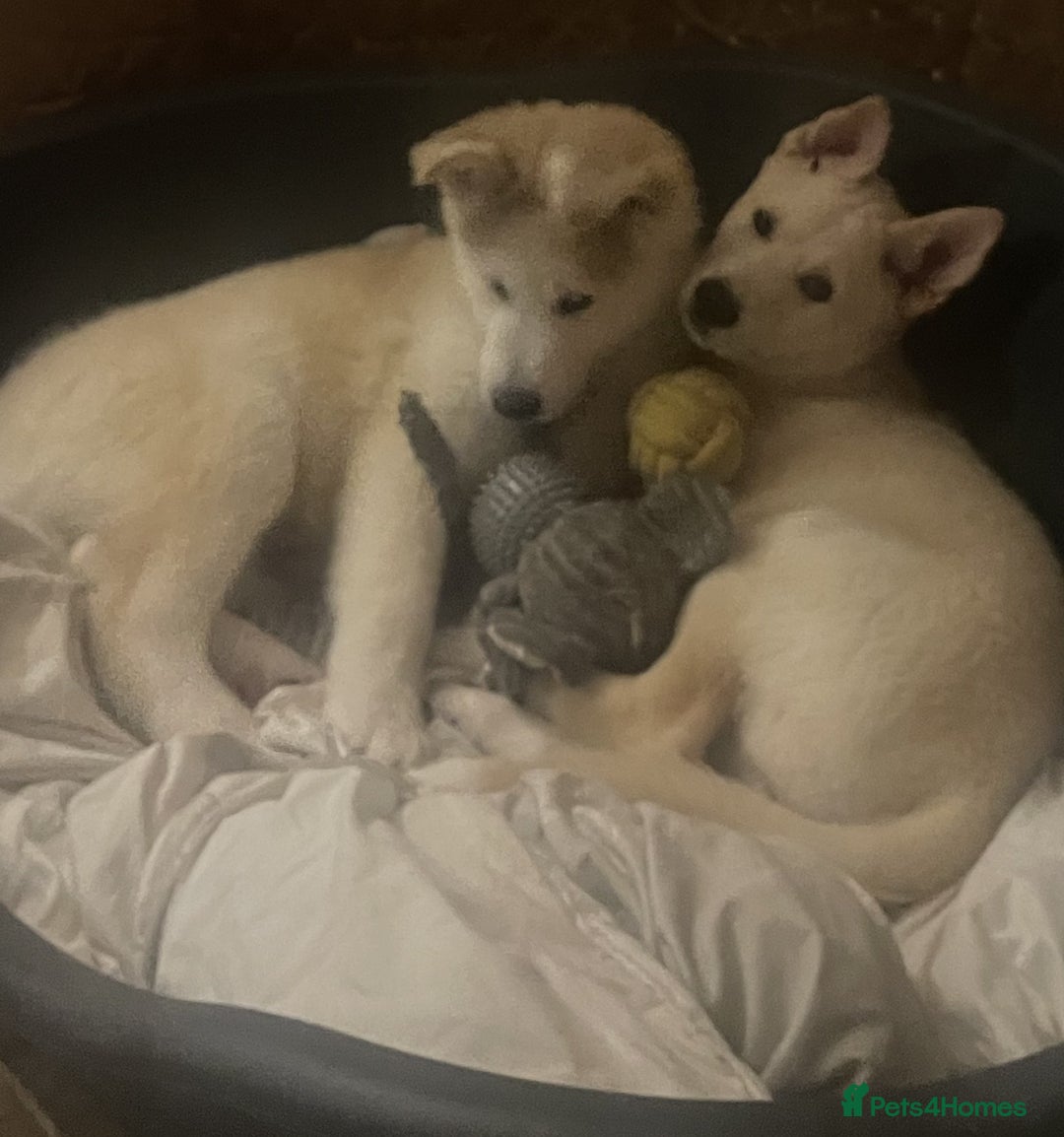 Huskita dogs for sale: Playful Huskita Puppies – Vaccinated & Ready Today - Image 11