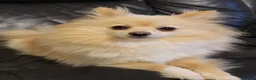 Pomeranian dogs for sale: Pomeranian  - Advert 1