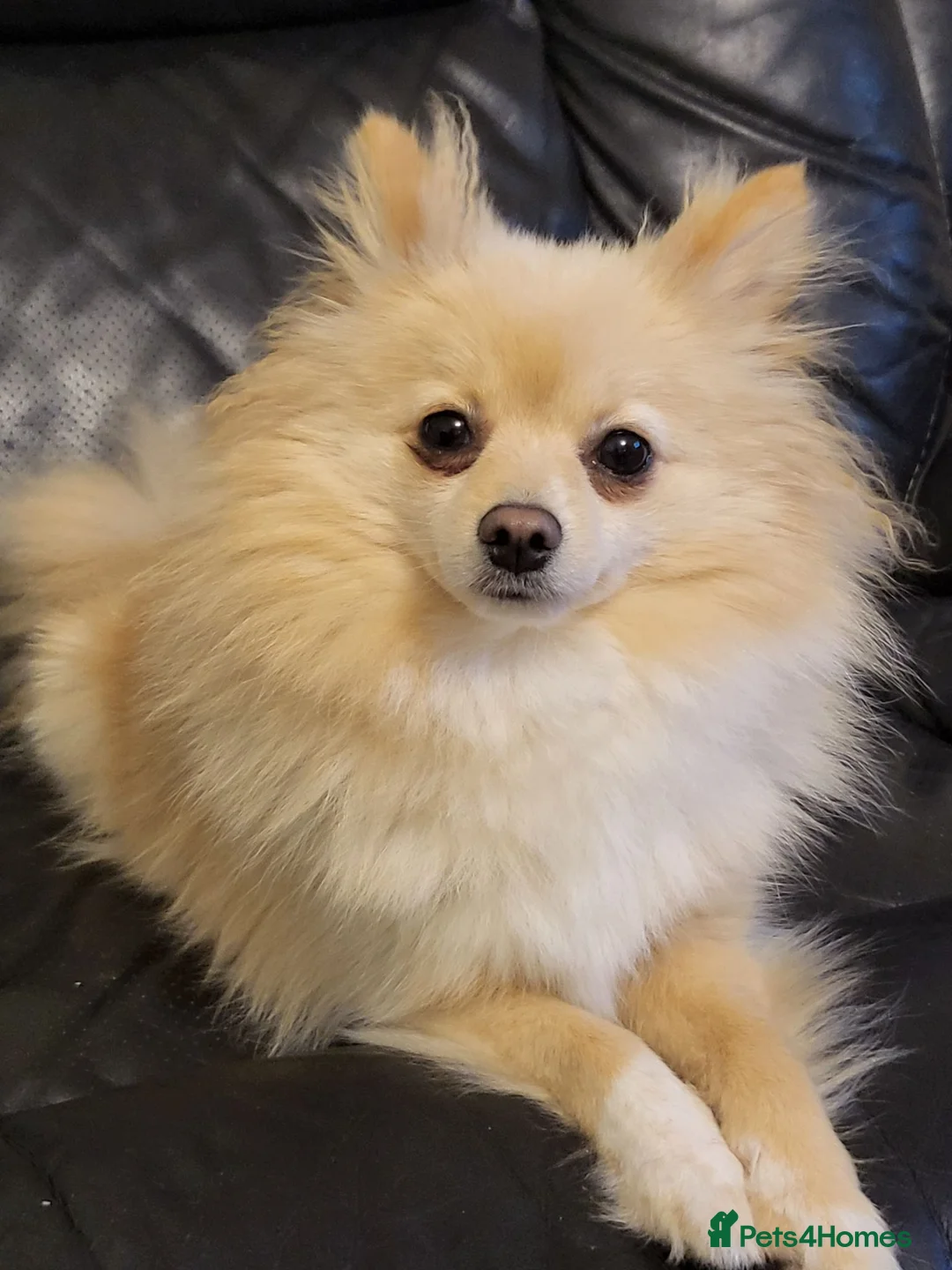 Pomeranian dogs for sale: Pomeranian  - Advert 1