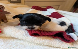 Biewer Terrier dogs for sale: Adorable Purebred Biewers  - Image 13