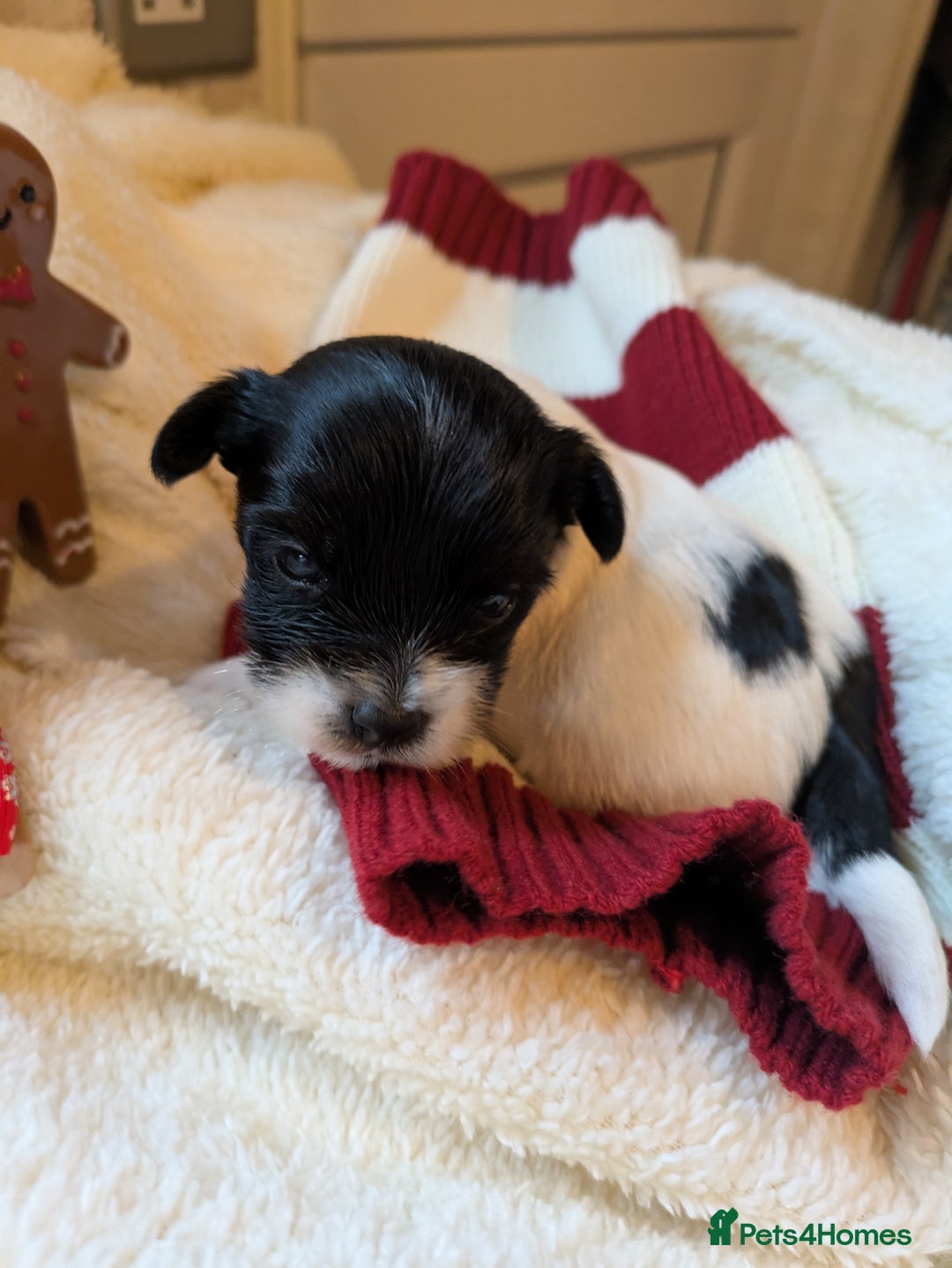 Biewer Terrier dogs for sale: Adorable Purebred Biewers  - Image 13
