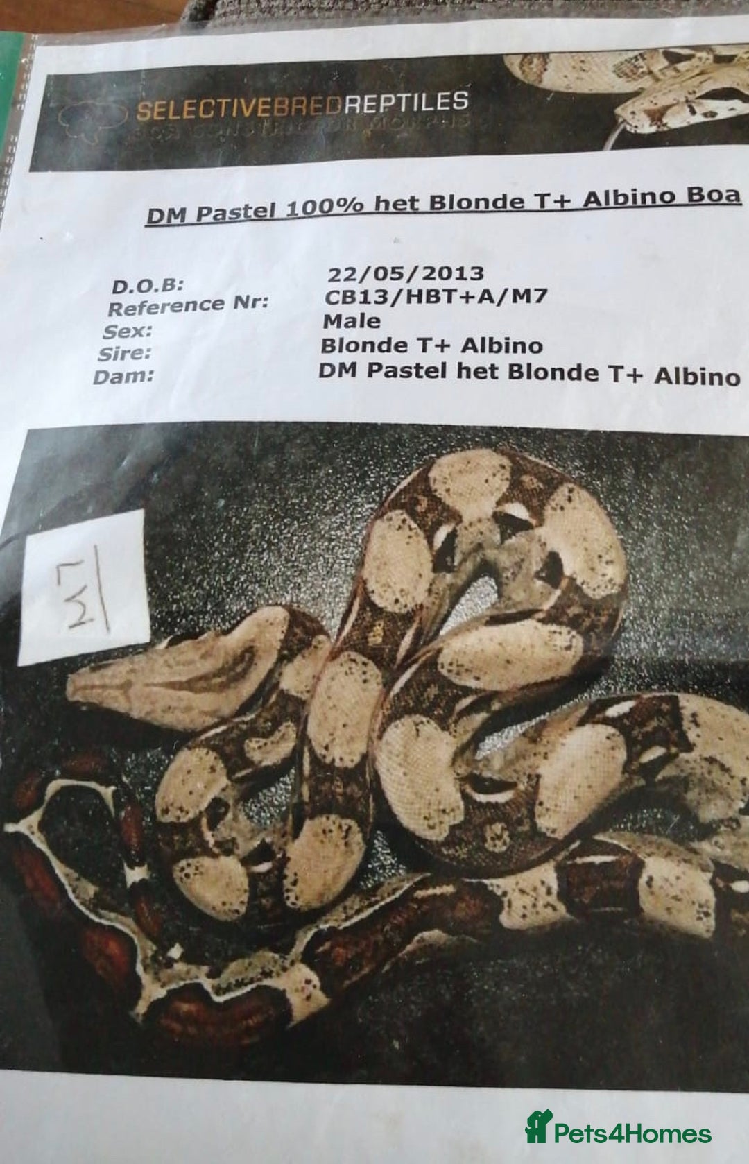 Snake reptiles for sale: Male Boa Constrictor and Custom Vivarium Equipped - Advert 5