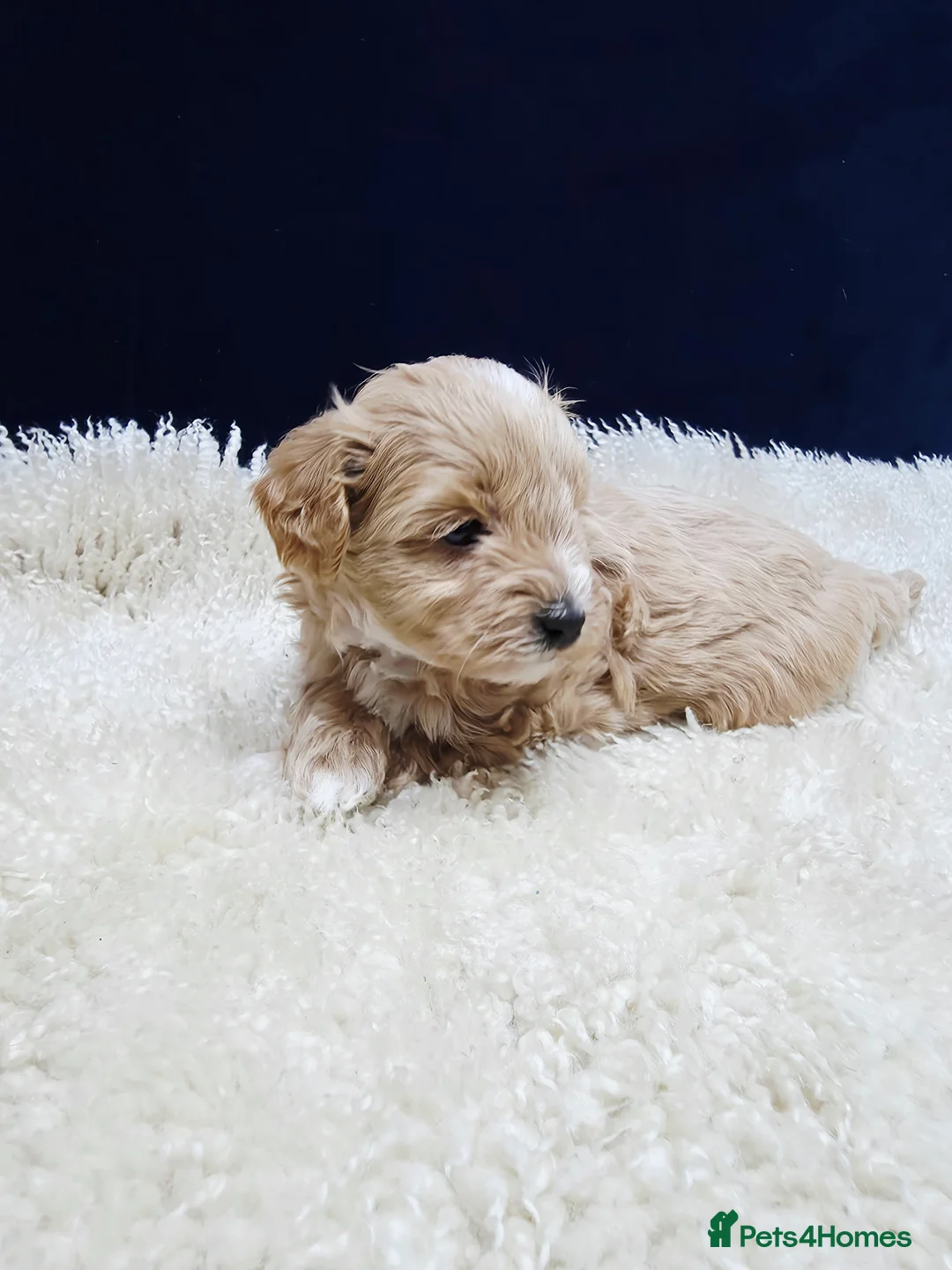 Maltipoo dogs for sale: F1B Maltipoo Puppies, Toy Size, Hypoallergenic, - Advert 7