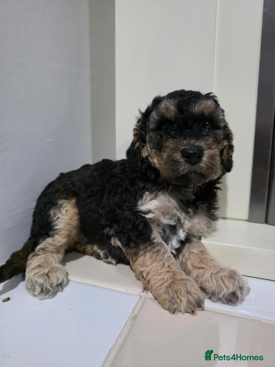 Cockapoo dogs for sale: 2 F1b Cockapoo Boys. DNA HEALTH TESTED - Advert 2