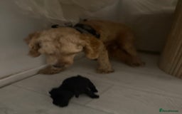 Jackapoo dogs for sale: Jackapoo - Advert 3