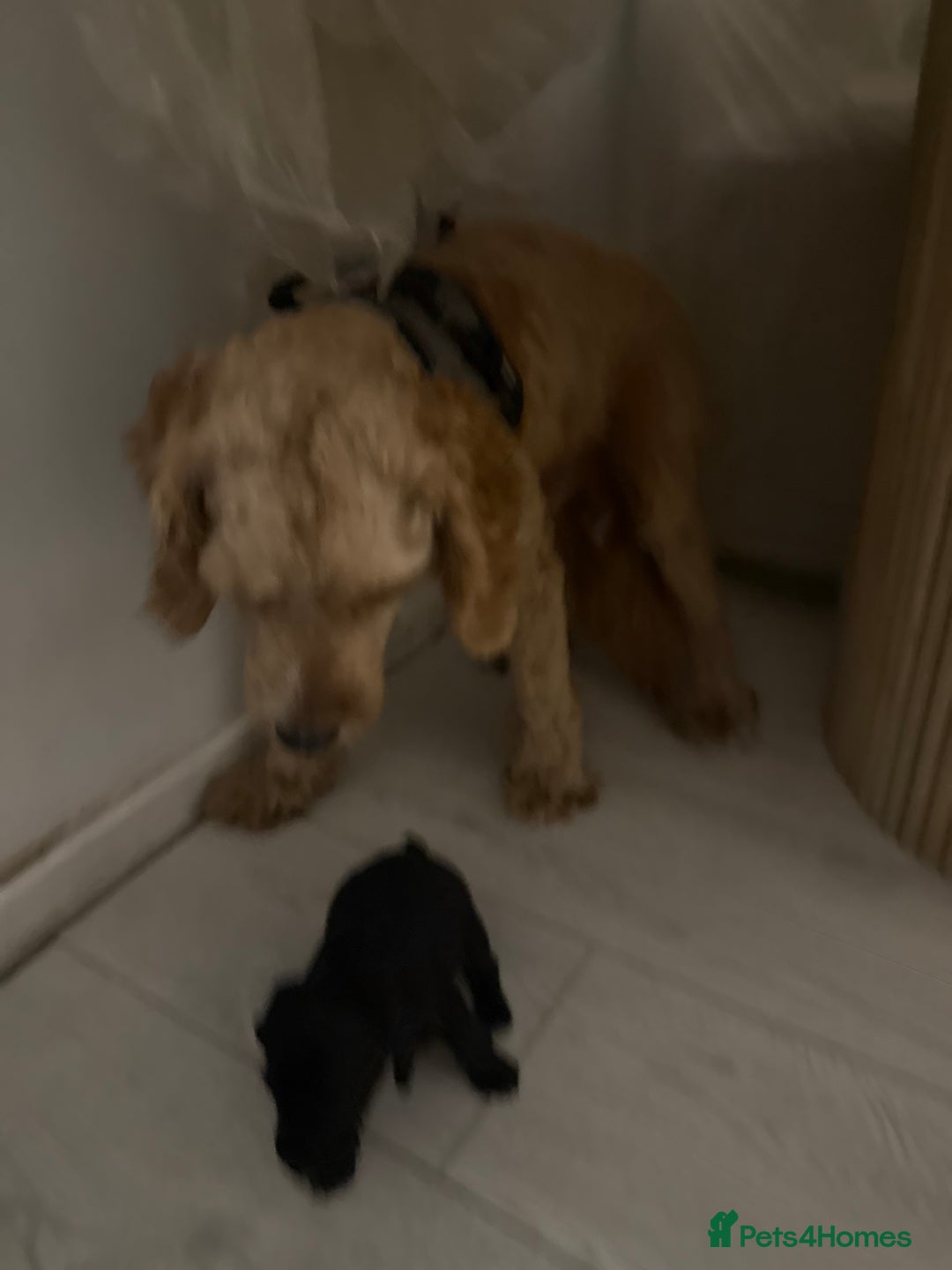 Jackapoo dogs for sale: Jackapoo - Advert 3