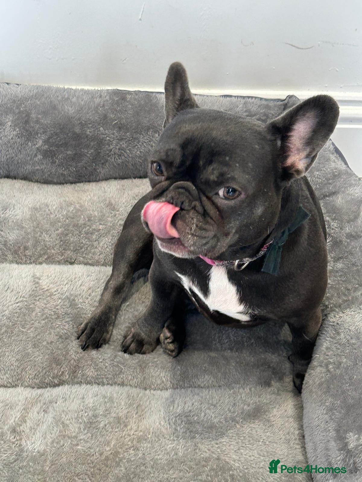 French Bulldog dogs Belle needs a new home reluctantly 2yrs 8mths old - Advert 1