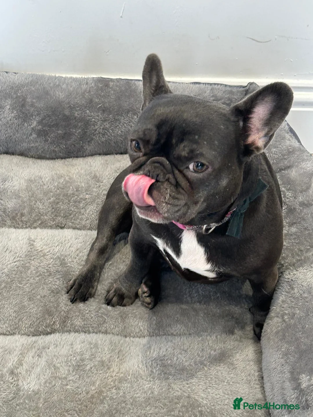 French Bulldog dogs for sale: Belle needs a new home reluctantly 2yrs 8mths old - Advert 1