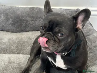 French Bulldog dogs Belle needs a new home reluctantly 2yrs 8mths old - Advert 1