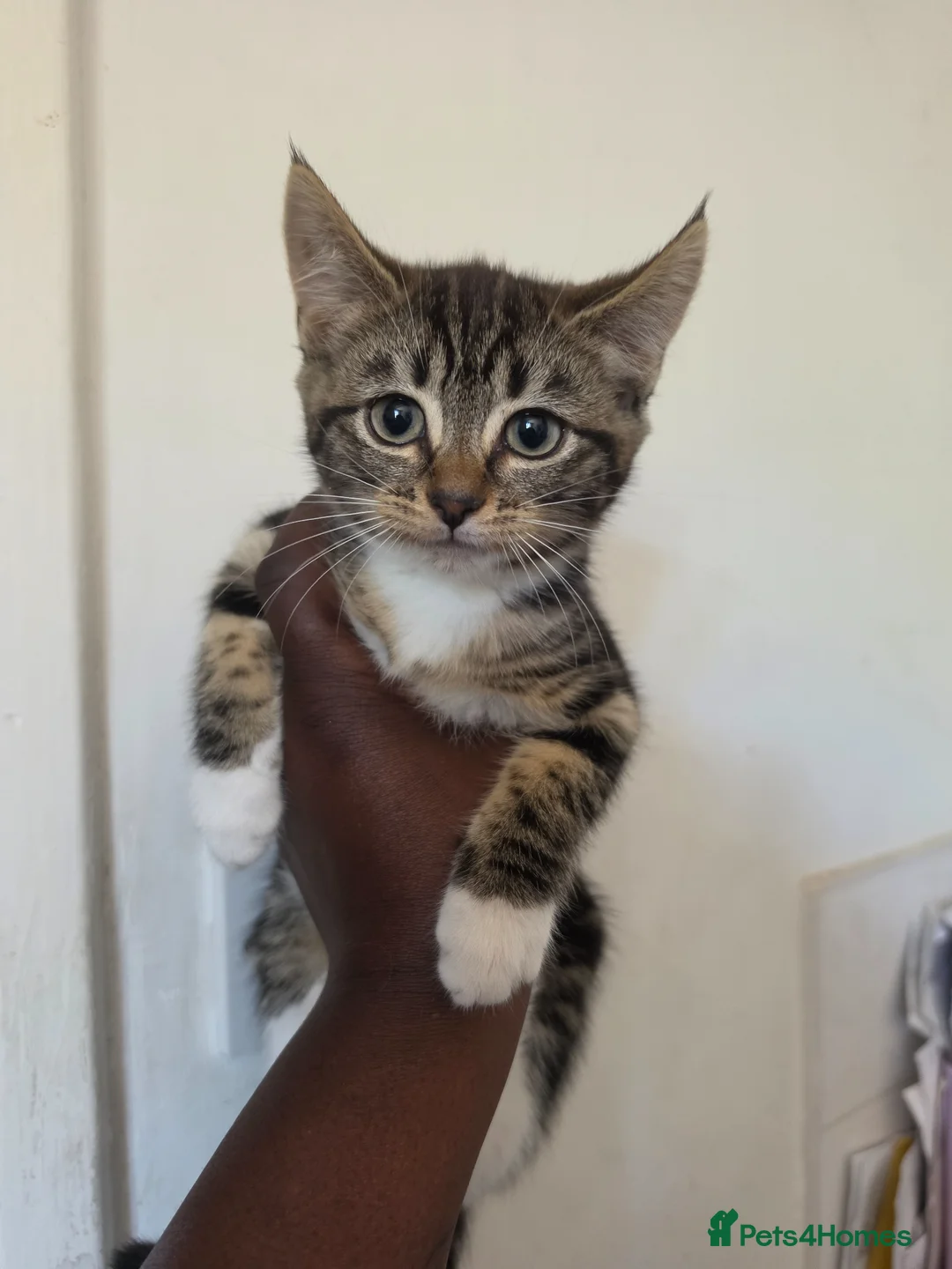 Mixed Breed cats for sale: Ragdoll x blue russian kittens - Advert 2
