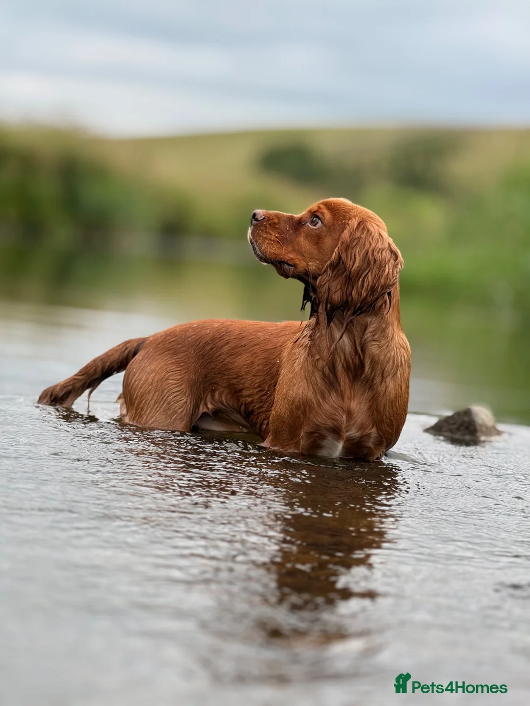 Cocker Spaniel dogs for stud: Ammerdown Greedy Available At Stud. Health Tested - Advert 2