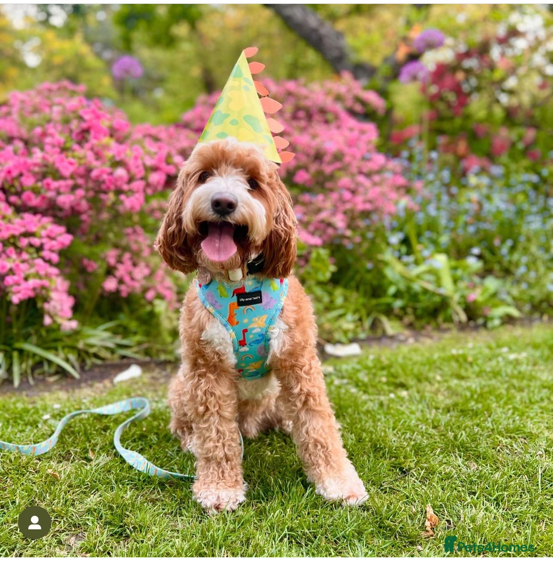 Cavapoo dogs for sale: Extensively Heslth Tested Cavapoo puppies  - Image 11
