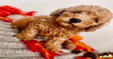 Maltipoo dogs - Advert 1