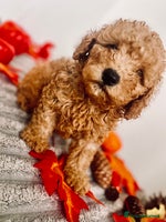 Maltipoo dogs - Advert 1