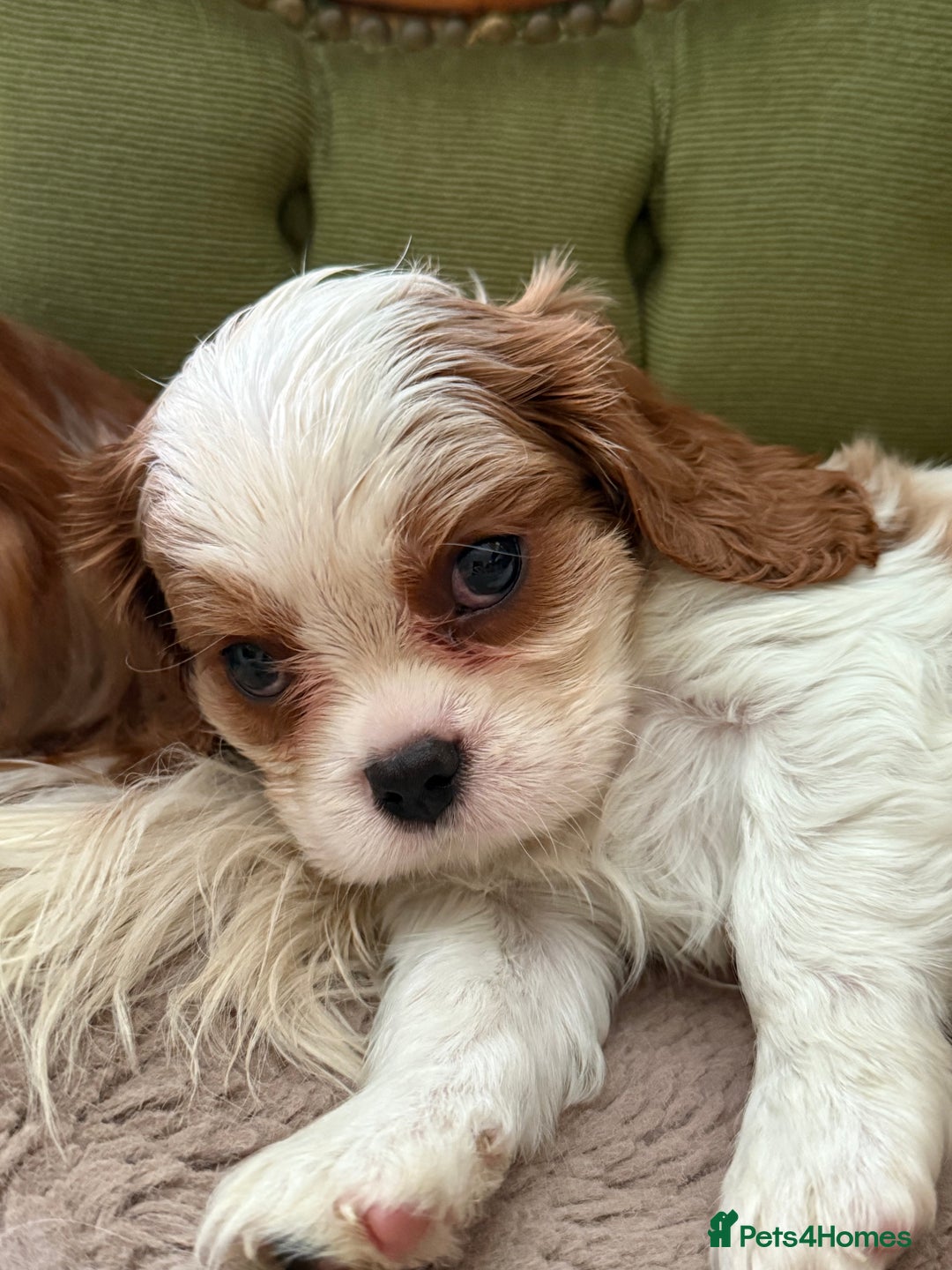 Cavalier King Charles Spaniel dogs for sale: Gorgeous boy 👑true King Charles👑 Cavalier - Image 12