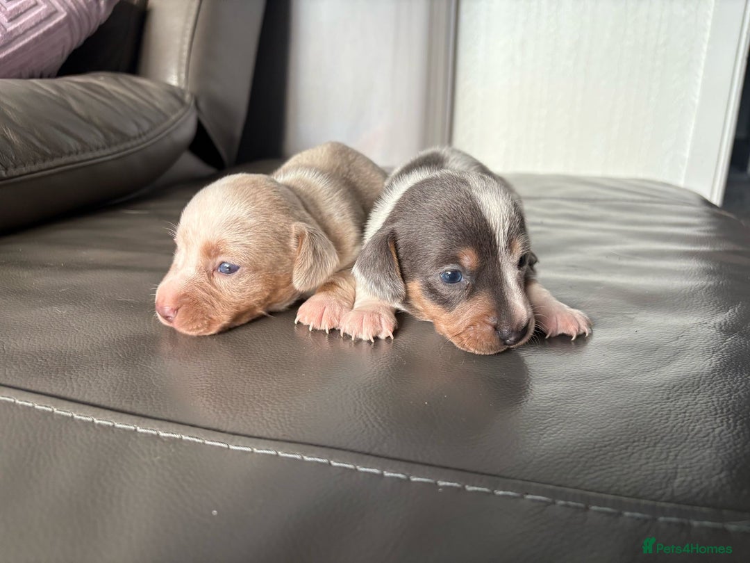 Mixed Breed dogs for sale: Jack Russel/miniature Datchound - Image 20