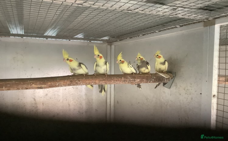 Cockatiels birds - Advert 5