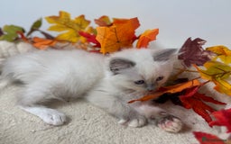 Ragdoll cats for sale: Adorable Ragdoll Kittens - GCCF registered - Image 6