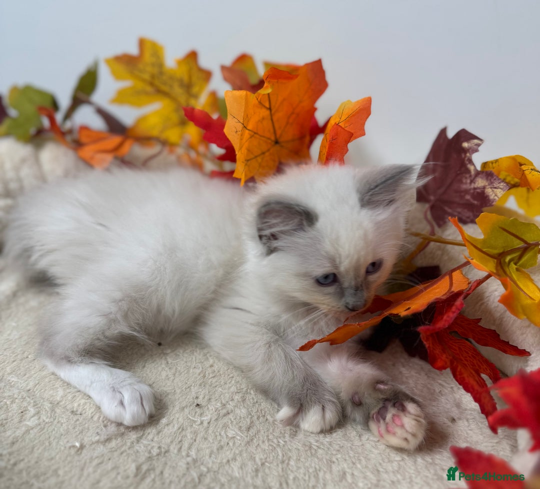 Ragdoll cats for sale: Adorable Ragdoll Kittens - GCCF registered - Image 6