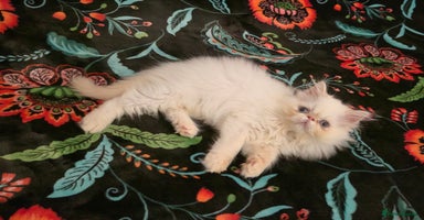 Persian cats - Advert 13