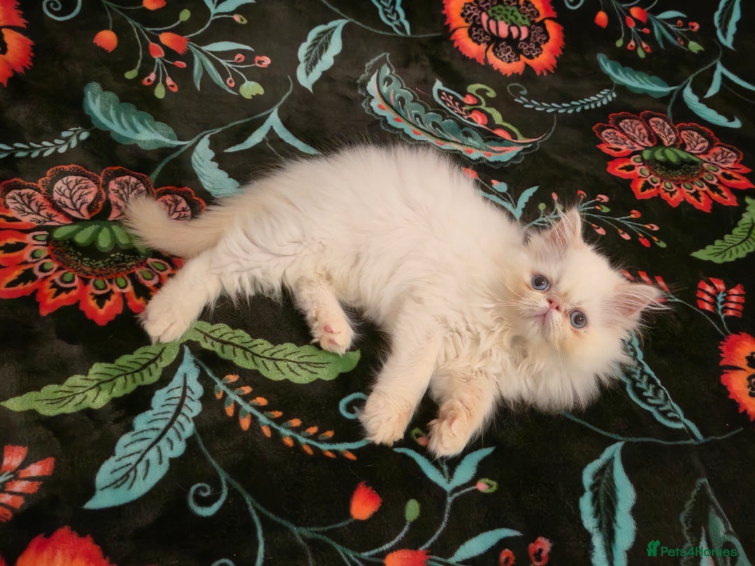 Persian cats for sale: Persian Kittens  - Image 3