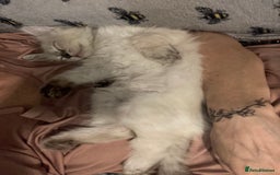 Ragdoll cats for sale: GCCF Registered Ragdolls  - Image 8