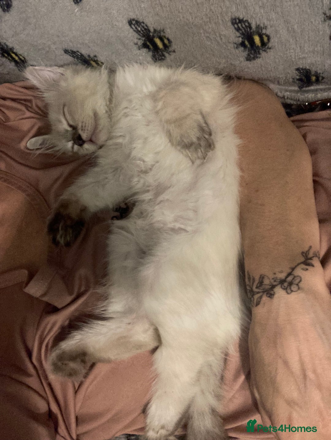 Ragdoll cats for sale: GCCF Registered Ragdolls  - Image 8